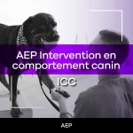 Intervention en comportement canin – ICC